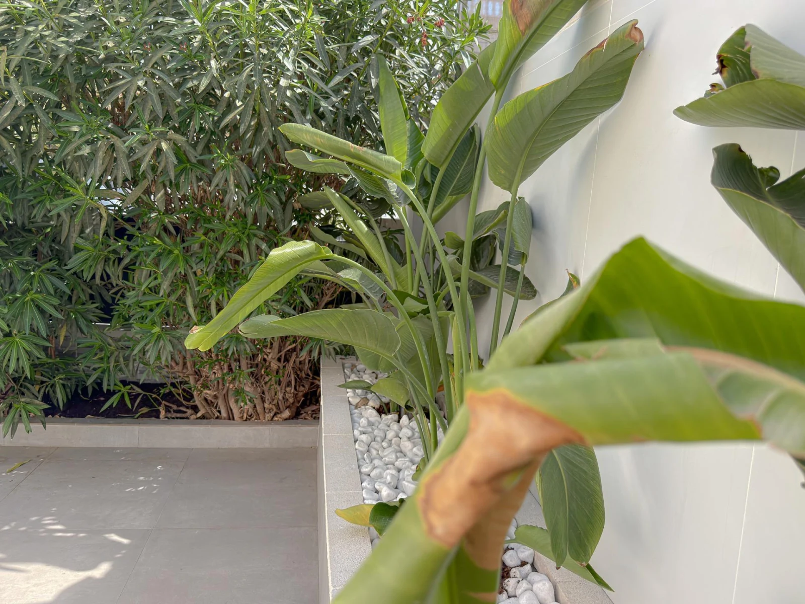 Bungalow Torrevieja – zdjęcie 3